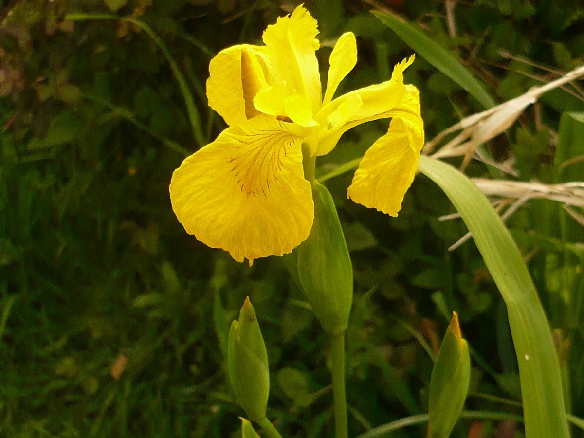 Iris pseudacorus (Iridaceae)